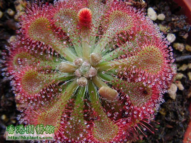 Drosera capillaris