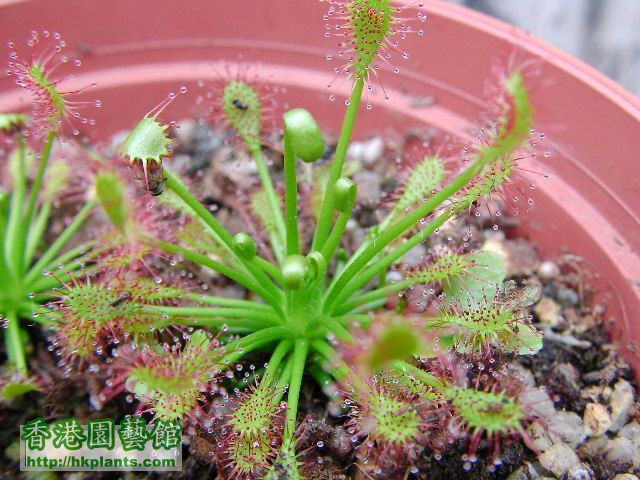 Drosera intermedia