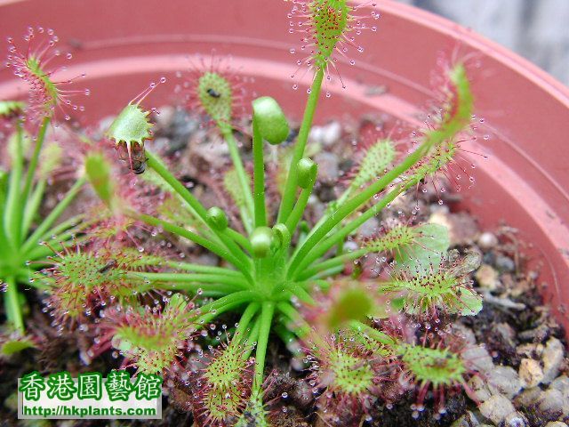 Drosera intermedia 30粒+/HK$25(5份)