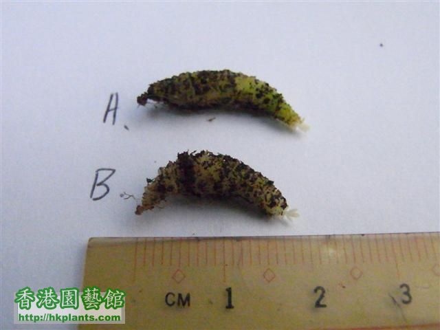 Koellikeria Erinoides牛奶香