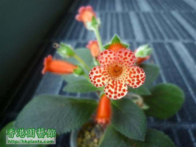 K. Napolean V 開花照