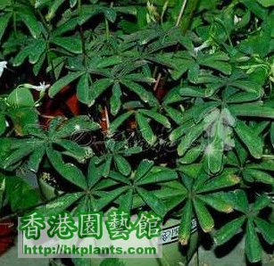 毛蕊酢 Oxalis lasiandra.jpg