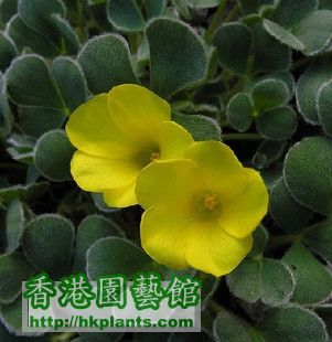 Oxalis purpurea Ken Aslet黄花绒叶酢.jpg
