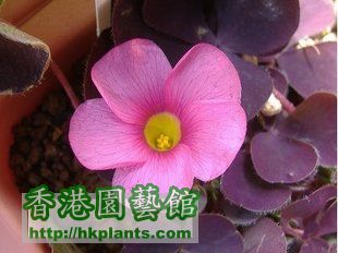 Oxalis purpurea Garnet.jpg