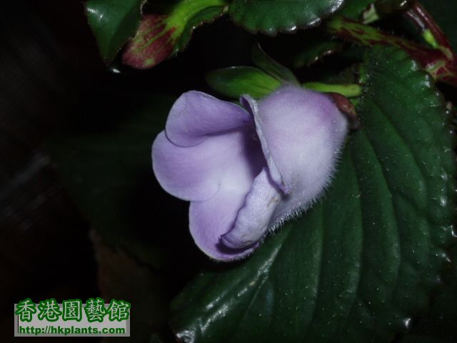 Gloxinia(05).JPG