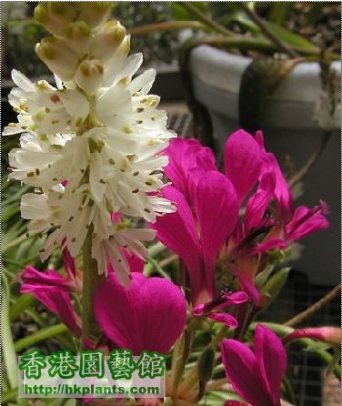 Lachenalia pallida_01.JPG