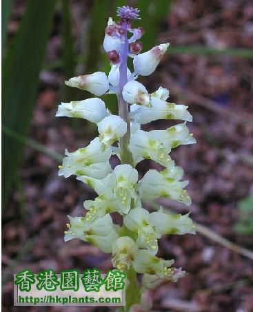 Lachenalia pallida_02.JPG