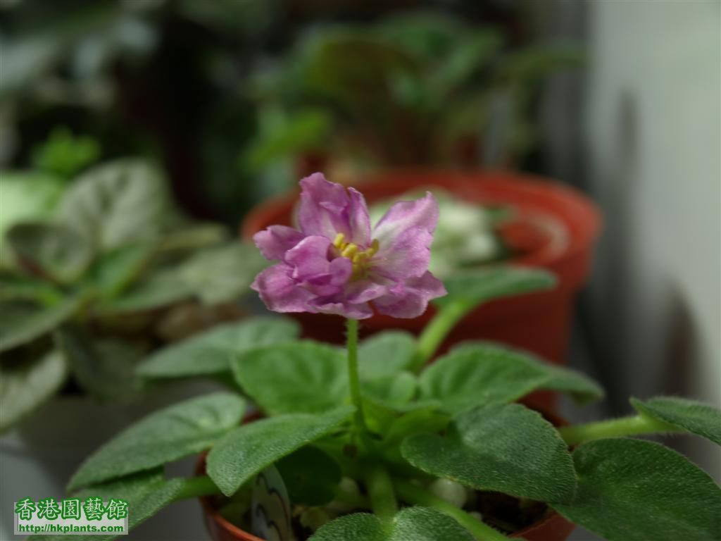 P5060319 (Large).JPG