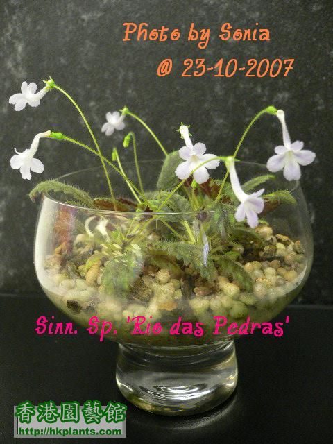 Sinn. Sp. 'Rio das Pedras'