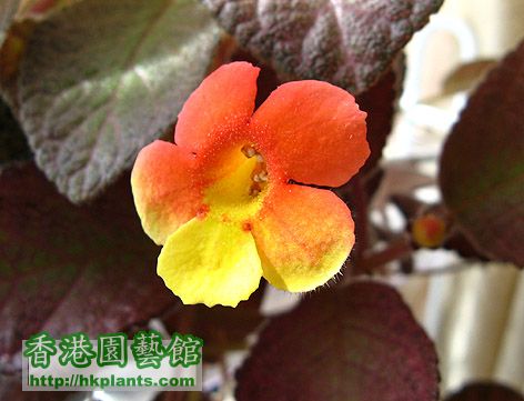 Episcia showtime2.JPG