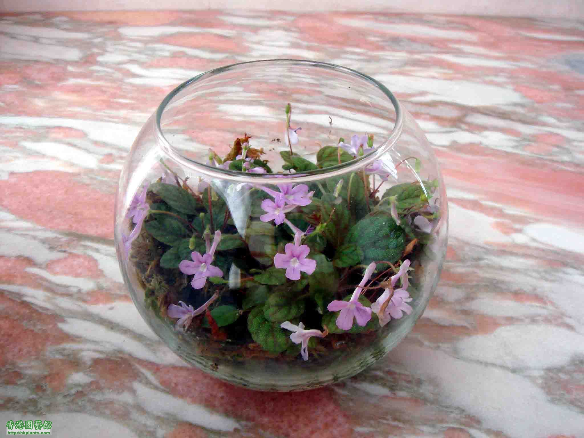 Sinningia Pusilla.jpg