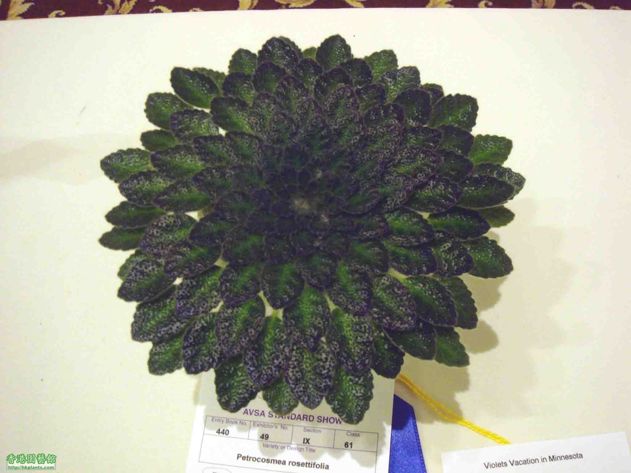 Petrocosmea rosettifolia(2).jpg