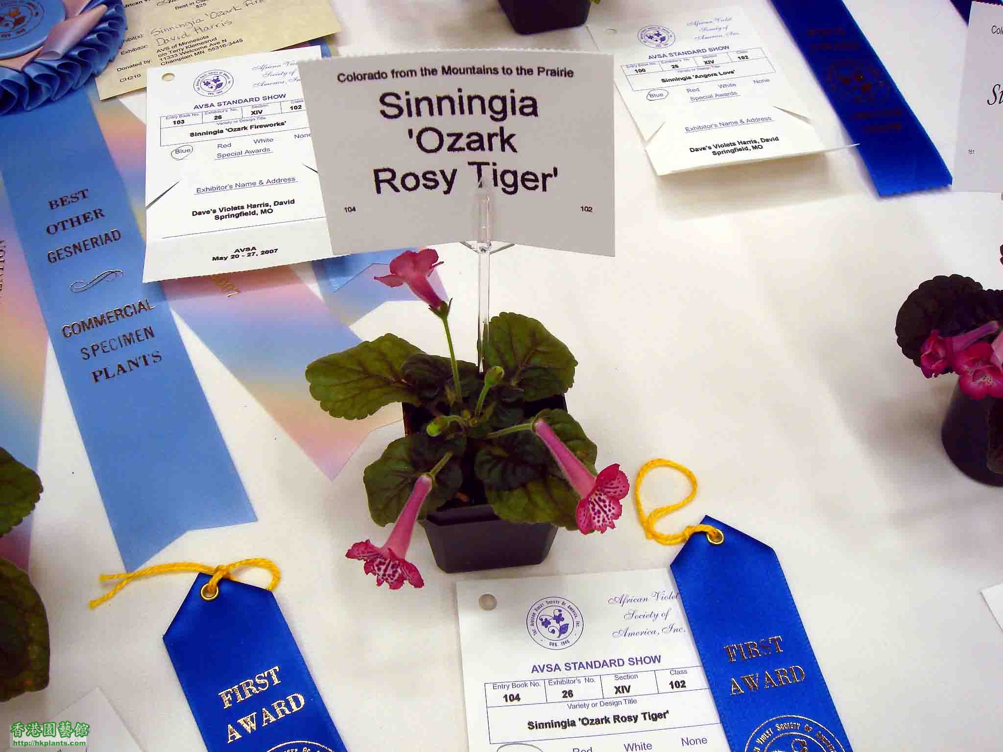Sinningia Ozark Rosy Tiger.jpg