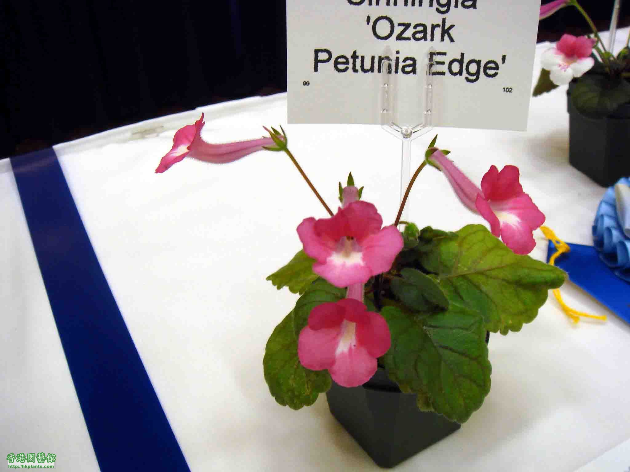 Sinningia Ozark Petunia Edge.jpg
