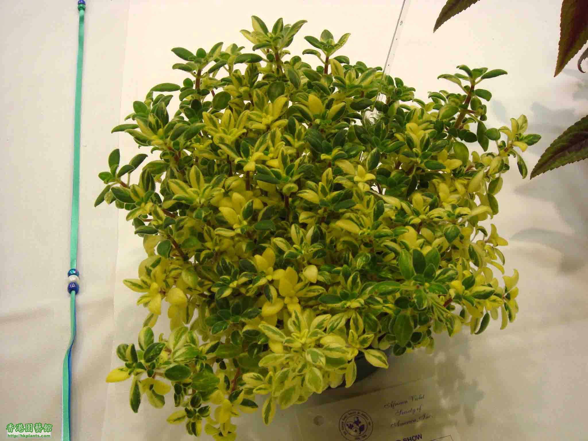 Streptocarpus saorum 'Vareigated'.jpg