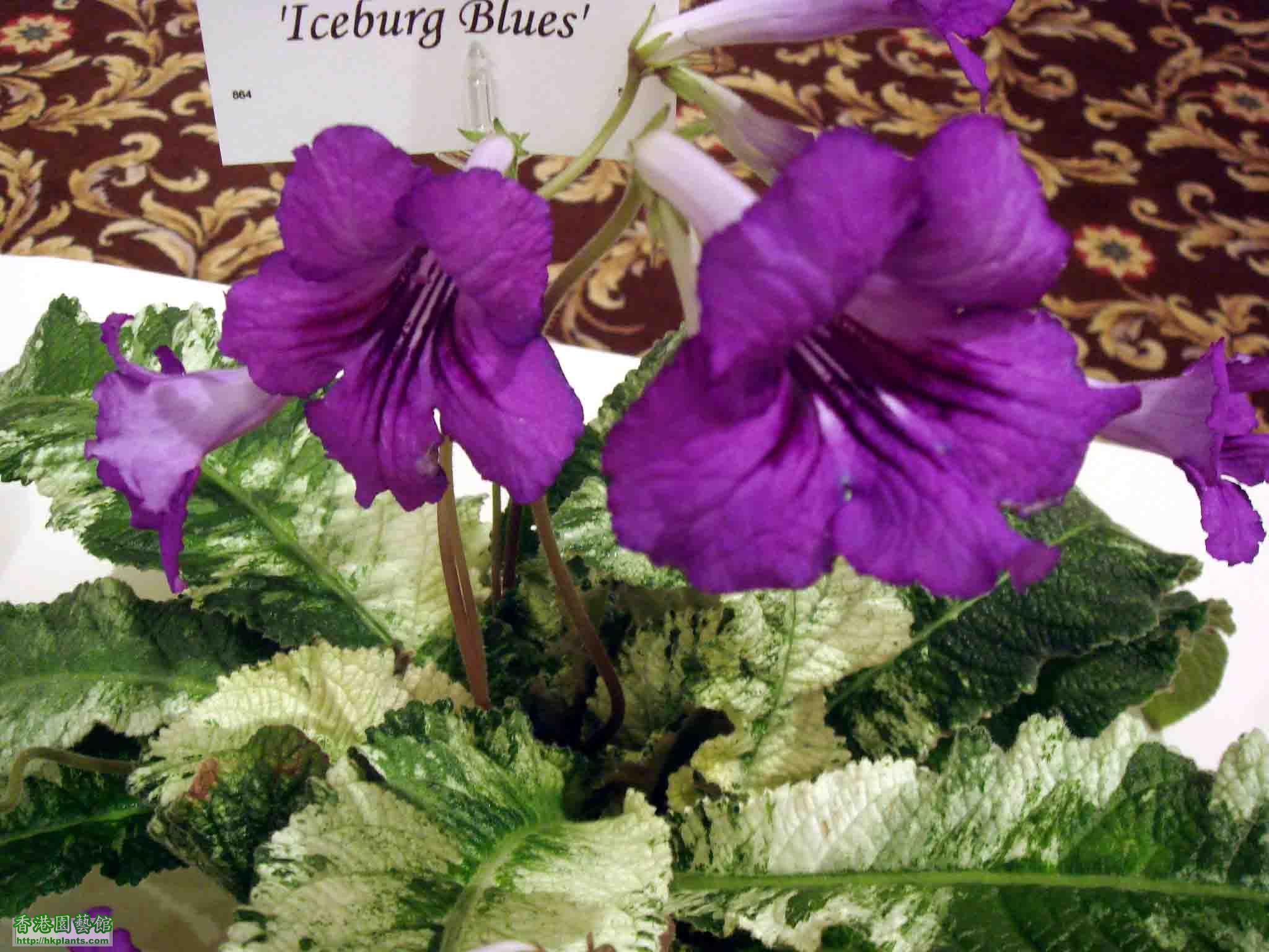 Streptocarpus 'Iceburg Blues'.jpg