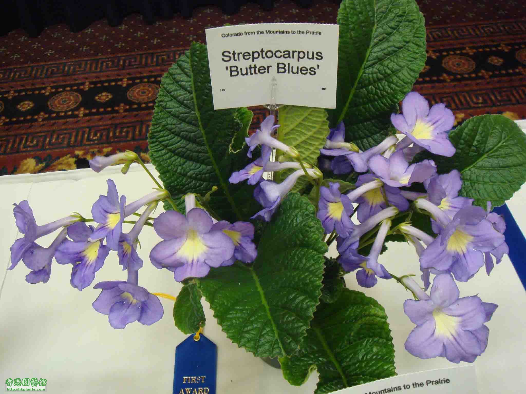 Streptocarpus 'Butter Blues'.jpg