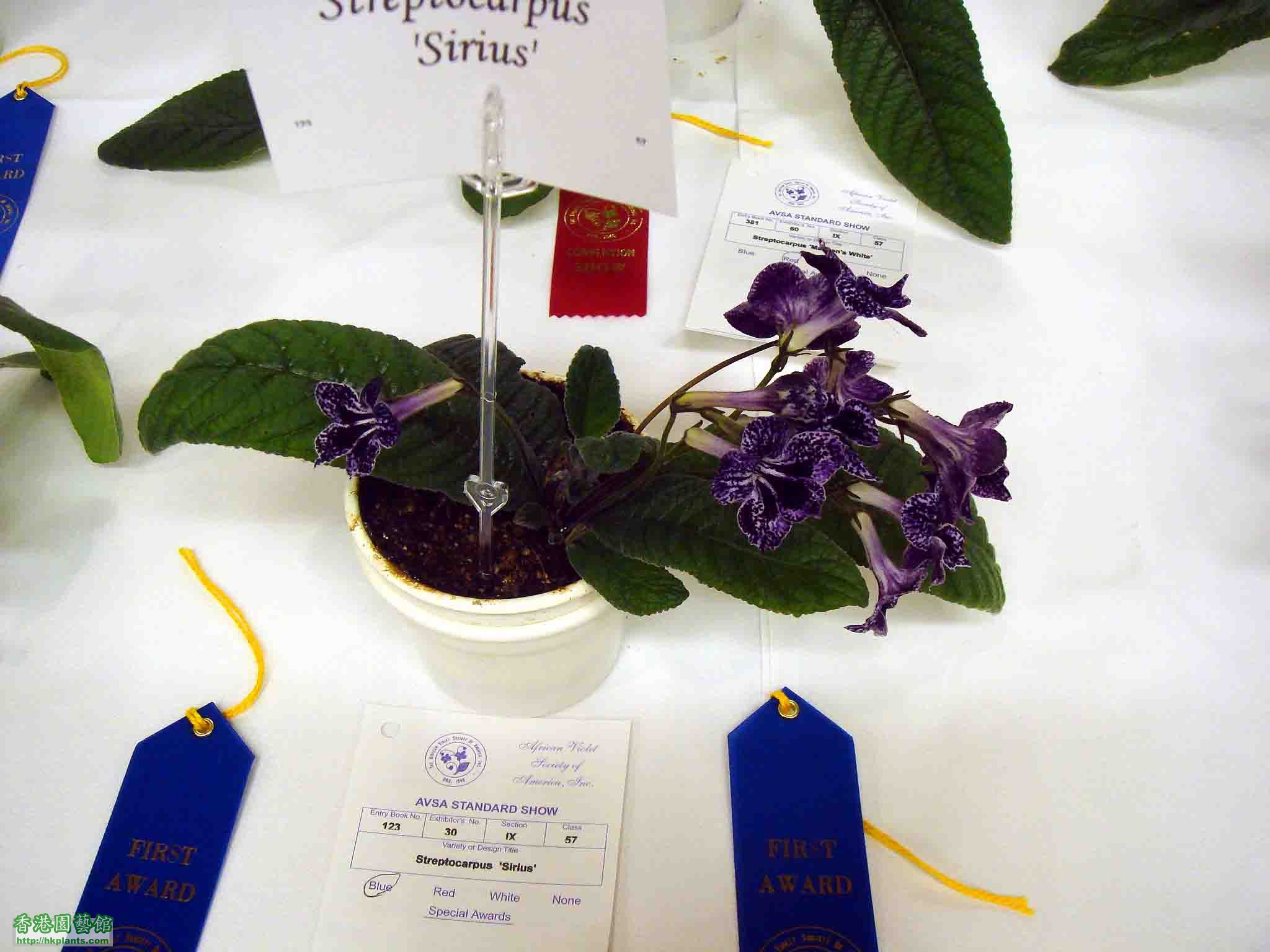 Streptocarpus 'Sirius'.jpg