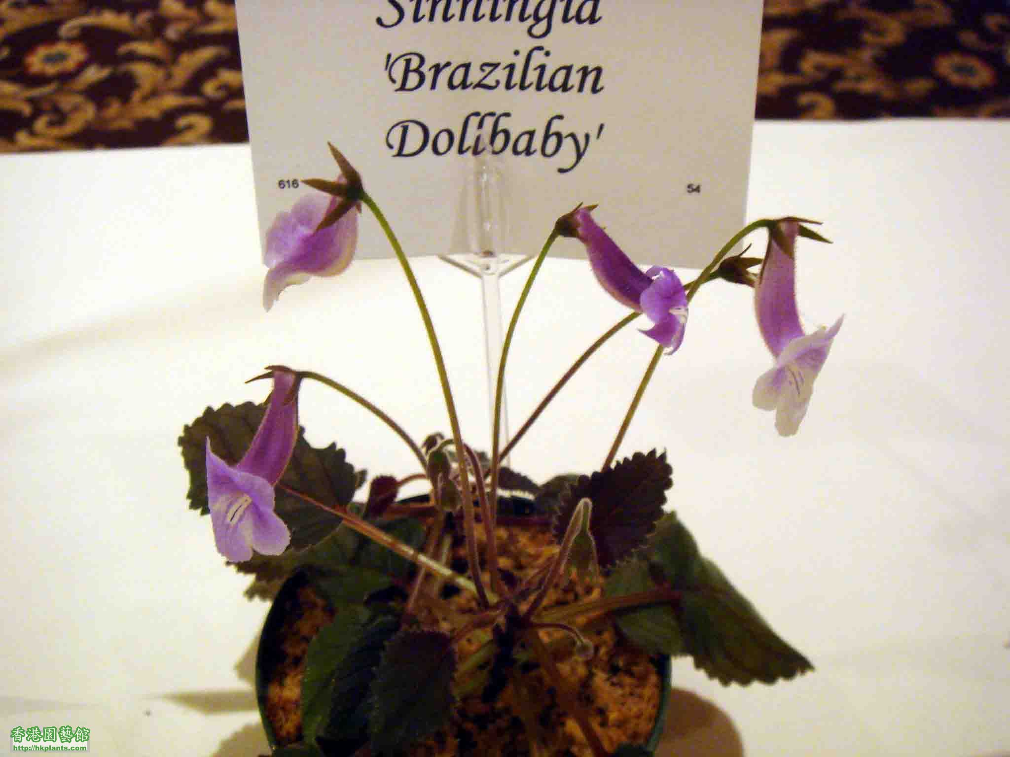 Sinningia 'Brazilian Dollbaby'.jpg