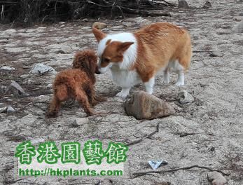 白腊 PAK LAP tea cup poodle &amp; CORGI.jpg