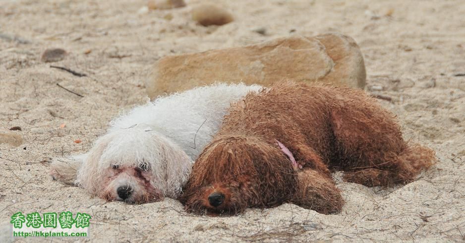 白腊 PAK LAP 比熊 圓圓 游完水 poodle 2.jpg