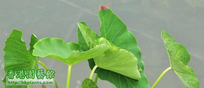 白腊 PAK LAP 花 蜻蜓.jpg