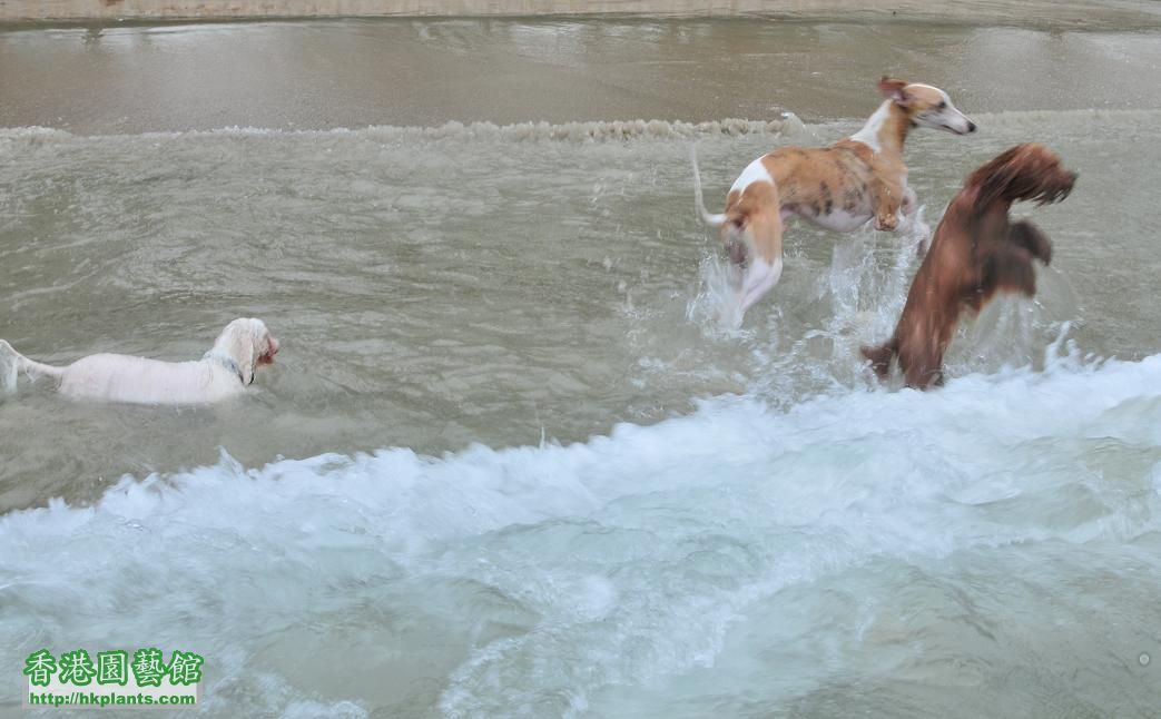 白腊 PAK LAP 比熊 圓圓 whippet 金寶 poodle NEPTUNE 游水.jpg