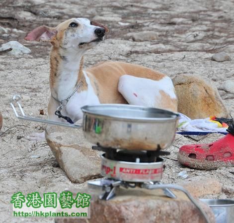 白腊 PAK LAP WHIPPET 為食 金寶 等食.jpg