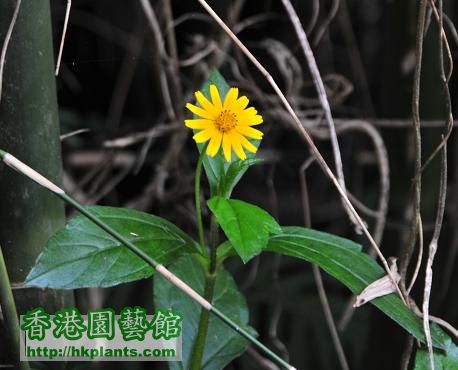 白腊 PAK LAP 花 小菊花.jpg