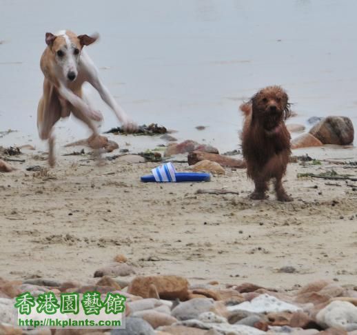 白腊 PAK LAP WHIPPET 為食 金寶 &amp; poodle neptune 跑 2.jpg