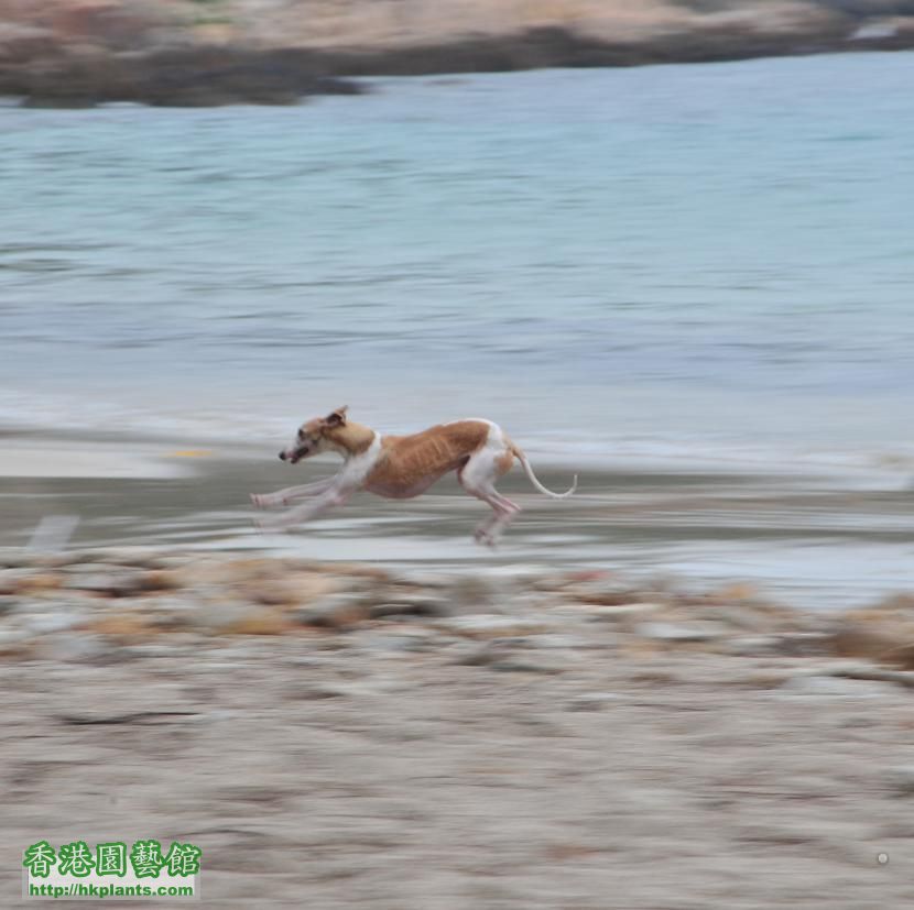 白腊 PAK LAP WHIPPET 為食 金寶 跑 2.jpg