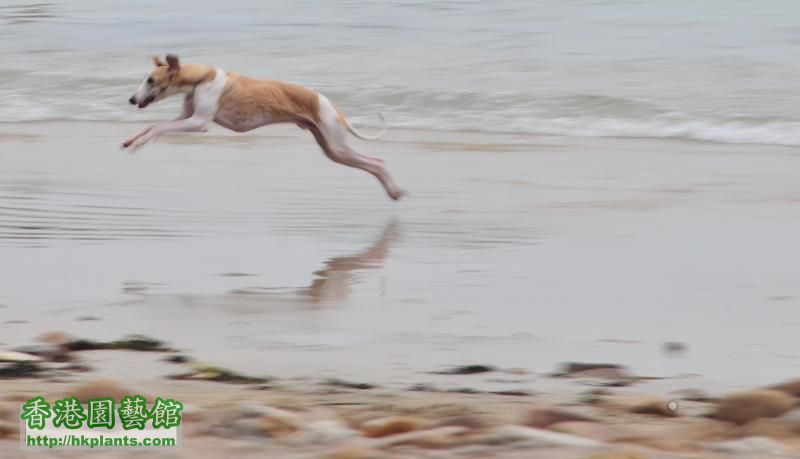 白腊 PAK LAP WHIPPET 為食 金寶 跑.jpg