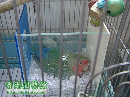 名 : 肥妹 品種 : Lovebird