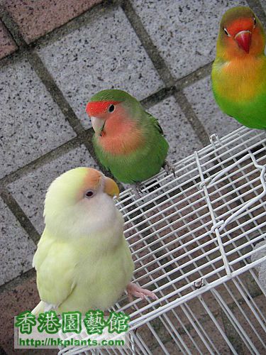 lovebird10.jpg