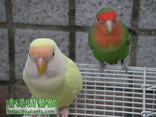 lovebird11.jpg