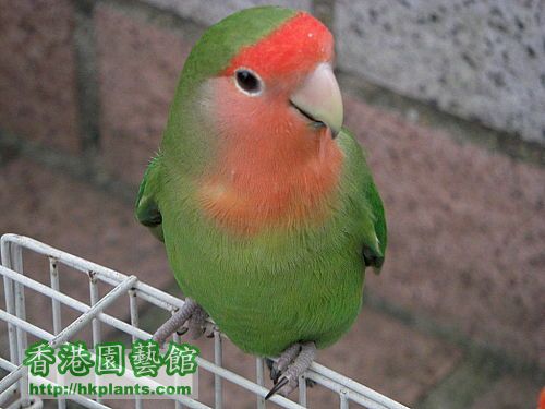 lovebird8.jpg