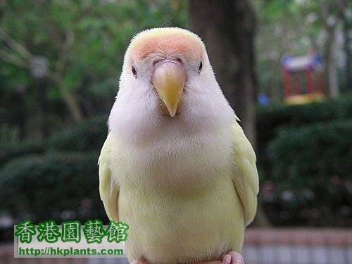 lovebird14.jpg