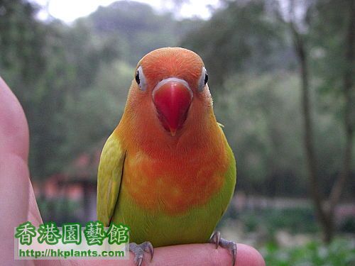 lovebird3.jpg