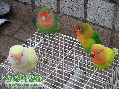 lovebird9.jpg