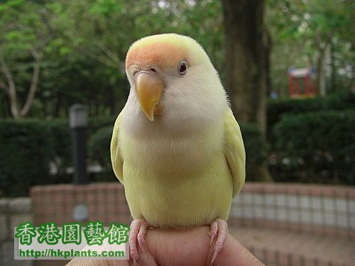 lovebird15.jpg