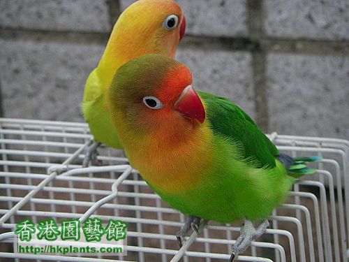 lovebird6.jpg