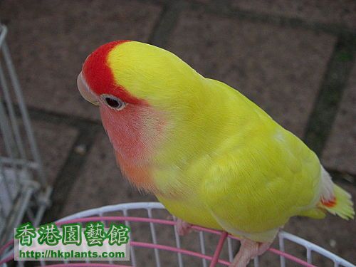 lovebird5.jpg