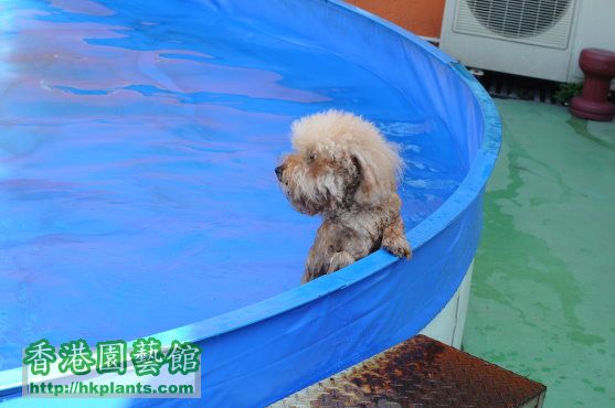 PET POODLE NEPTUNE PETMAX 游水 2.jpg