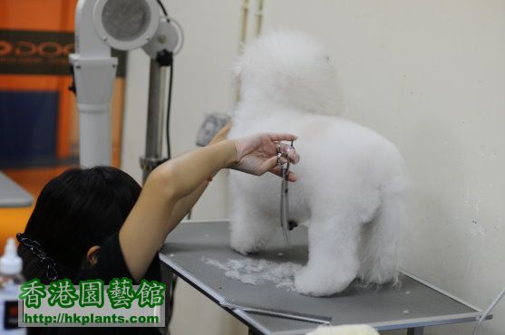 PET PETMAX DOG ONE LIFE 比熊 剪毛 2.jpg