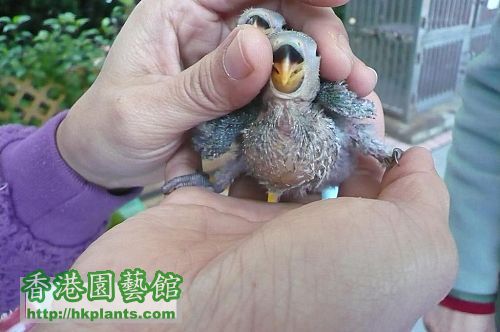 兩個好可愛的 Lovebird Baby,5.jpg