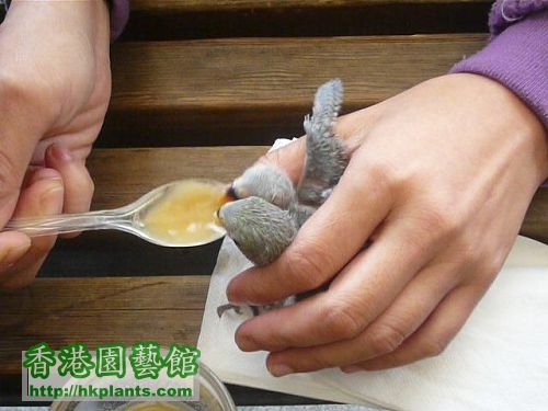 兩個好可愛的 Lovebird Baby,.jpg