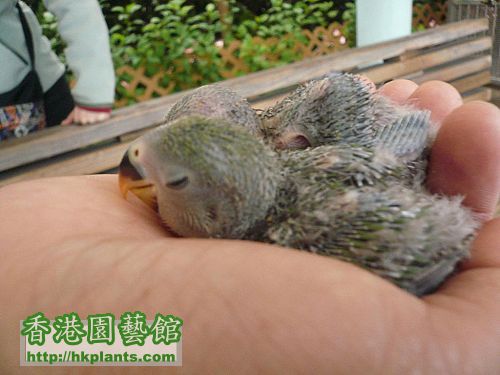 兩個好可愛的 Lovebird Baby,8.jpg