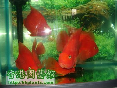 鸚鵡魚_縮小大小_縮小大小.JPG