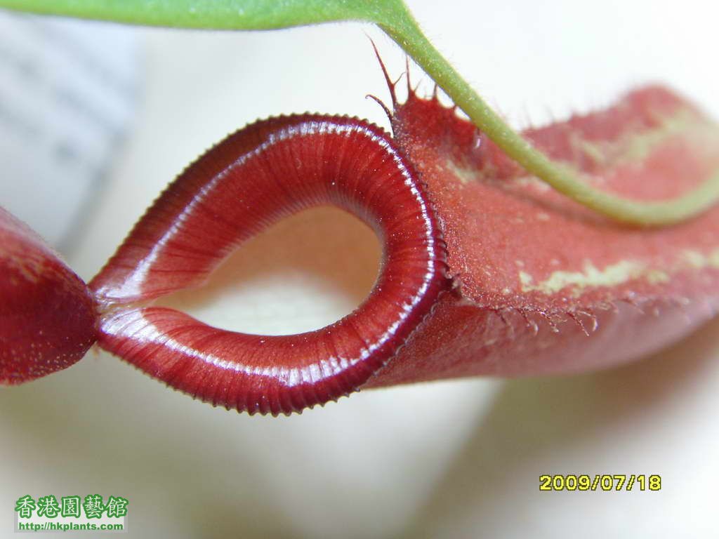 ampullaria x ventricosa 2號，有機會係花唇