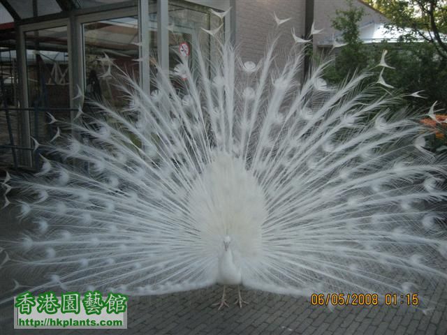 lovely white peacock